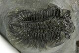 Bug-Eyed Coltraneia Trilobite Fossil - Ofaten, Morocco #381477-3